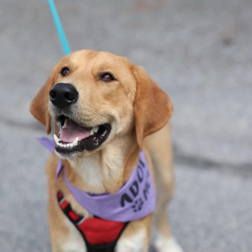 lab rescue dog with wearing adopt me bandana