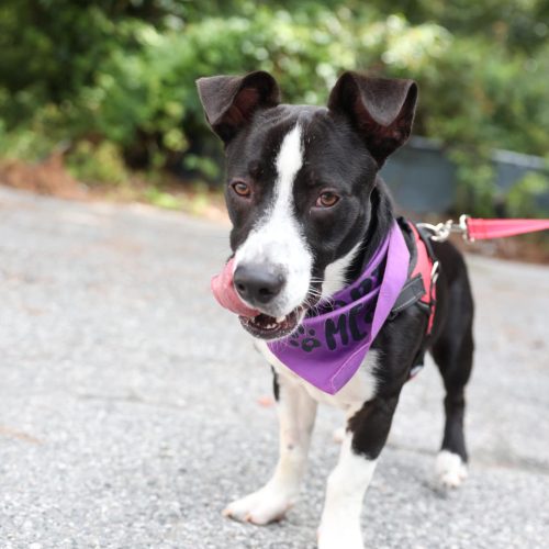 black and white dog standing with tongue out