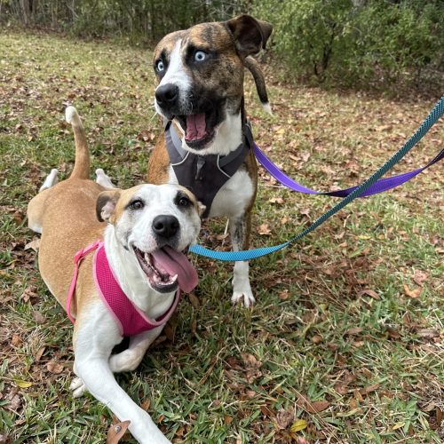 two dogs laying and sitting in grass