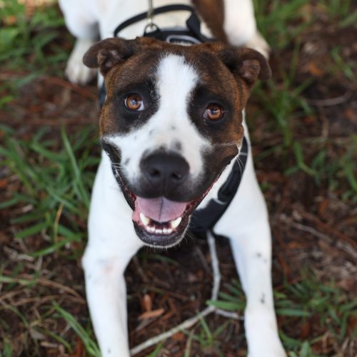 brown and white dog laying in the grass with mouth open