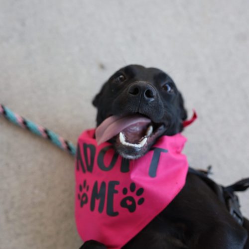 black dog laying on back with tongue hanging out of mouth