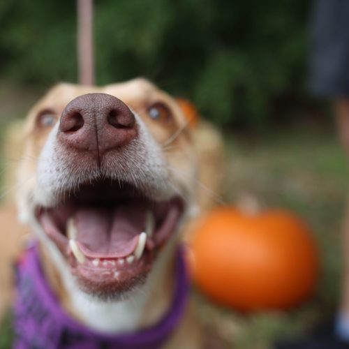 happy rescue dog standing in front of pumpkin