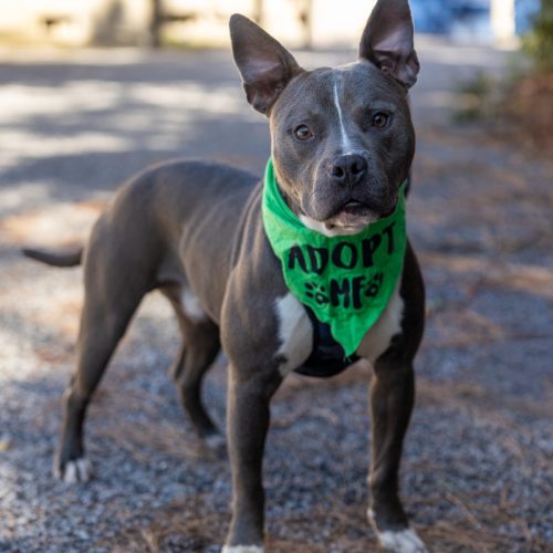 gray pitbull mix rescue dog with green bandana