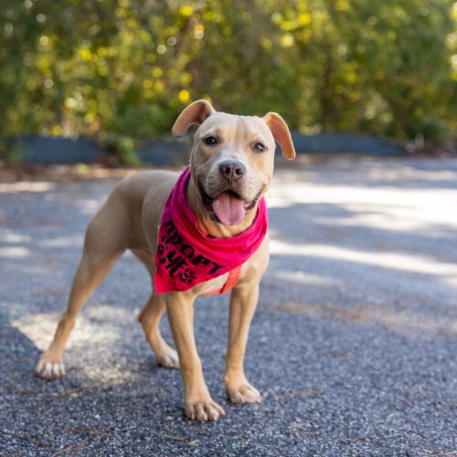 rescue dog with pink bandana