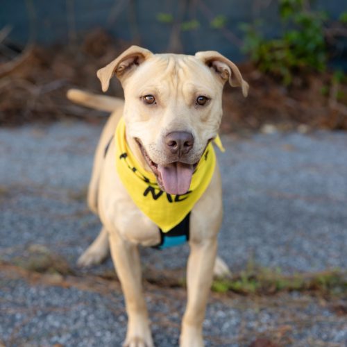 light brown dog with yellow adopt me bandana