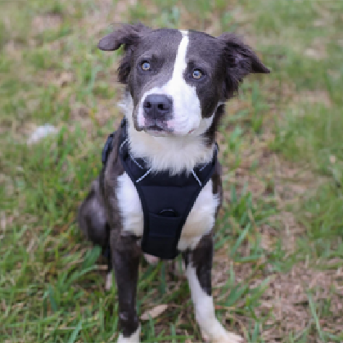 young gray and white dog sitting in grass