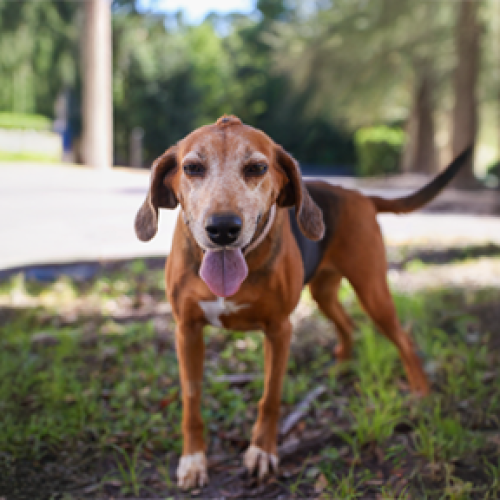 older hound mix dog standing in grass